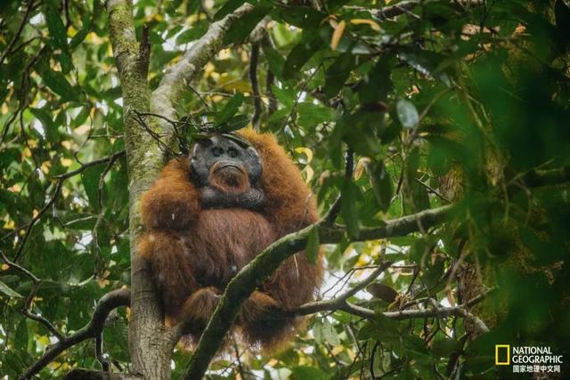 黑猩猩和红毛猩猩的区别(你与红毛猩猩的相似度为96.4)(12)