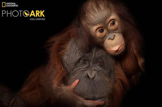 黑猩猩和红毛猩猩的区别(你与红毛猩猩的相似度为96.4)(21)