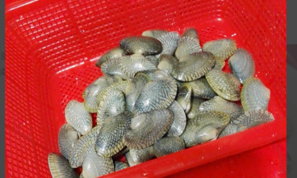 花甲怎么做好吃又简单,花甲怎么做好吃的家常做法图2