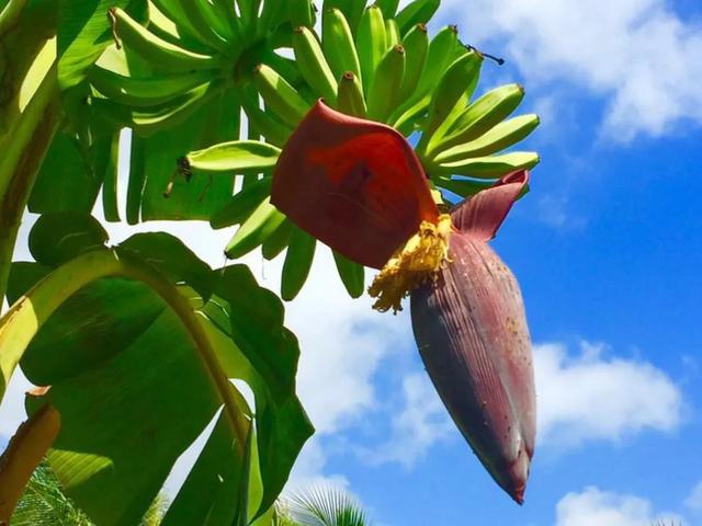 各种水果花的特点(新奇特)(11)