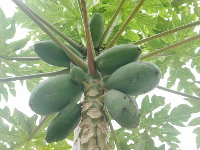 各种水果花的特点(新奇特)(14)