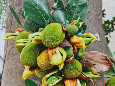 ​各种水果花的特点（新奇特）