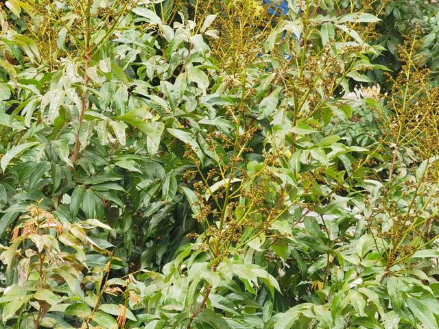 各种水果花的特点(新奇特)(34)