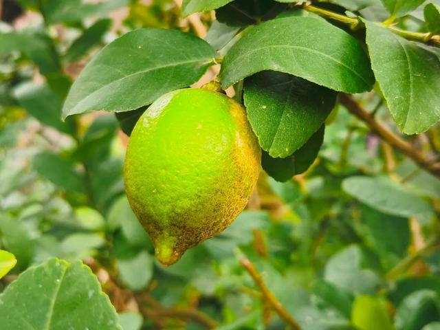 各种水果花的特点(新奇特)(10)