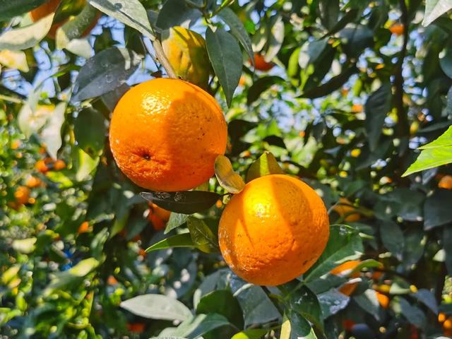 各种水果花的特点(新奇特)(18)