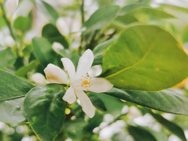 各种水果花的特点(新奇特)(17)