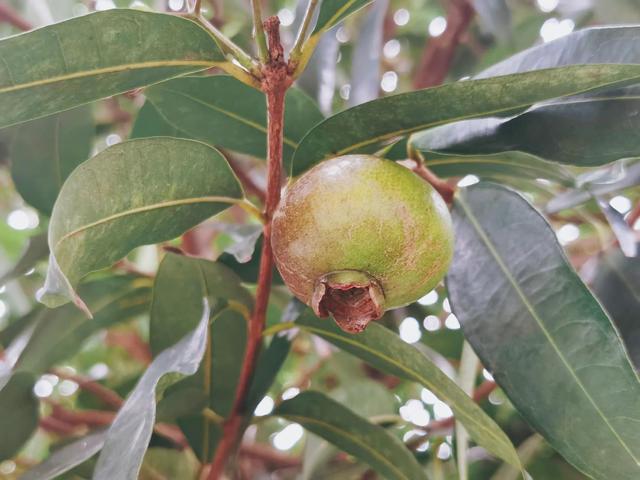 各种水果花的特点(新奇特)(7)