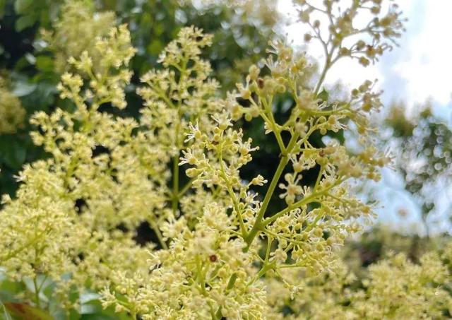 各种水果花的特点(新奇特)(35)