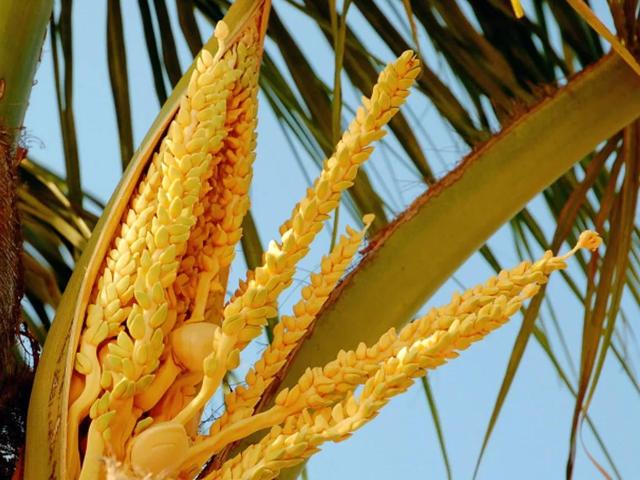 各种水果花的特点(新奇特)(32)