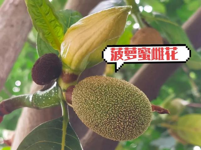 各种水果花的特点(新奇特)(3)