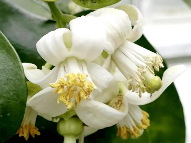 各种水果花的特点(新奇特)(19)