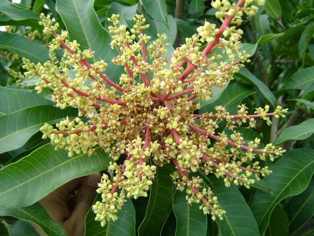 各种水果花的特点(新奇特)(25)