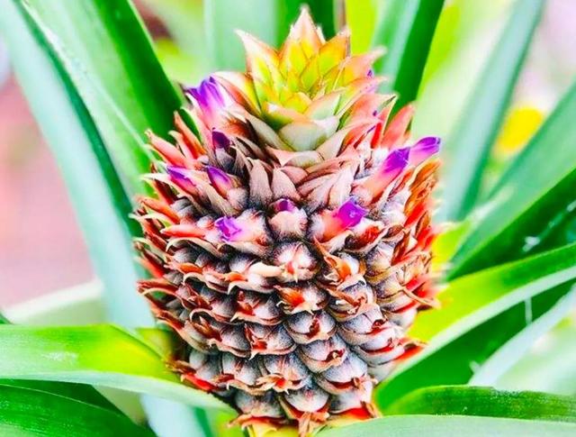 各种水果花的特点(新奇特)(21)