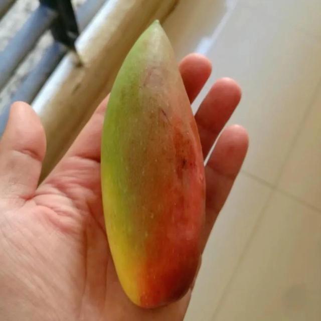 各种水果花的特点(新奇特)(26)