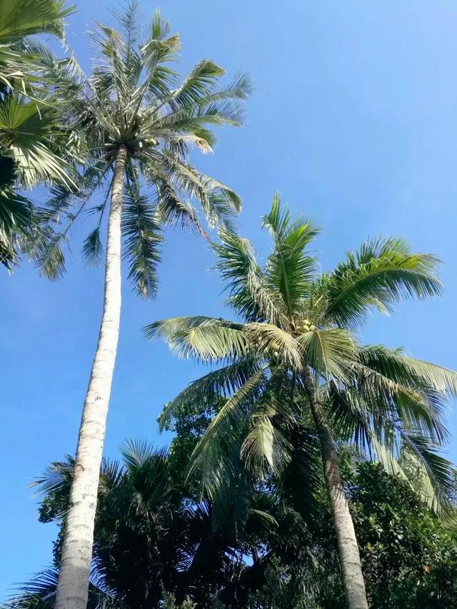 各种水果花的特点(新奇特)(33)