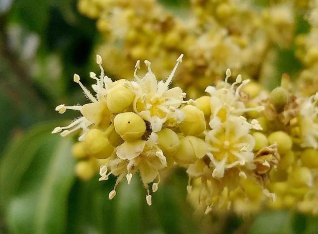 各种水果花的特点(新奇特)(36)