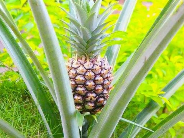 各种水果花的特点(新奇特)(22)