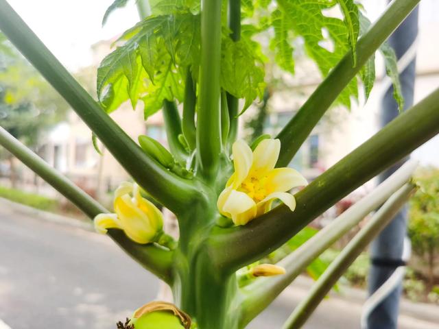 各种水果花的特点(新奇特)(13)