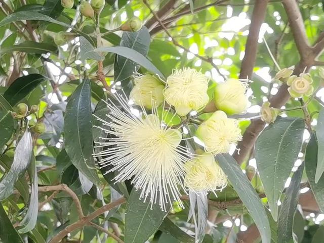 各种水果花的特点(新奇特)(6)