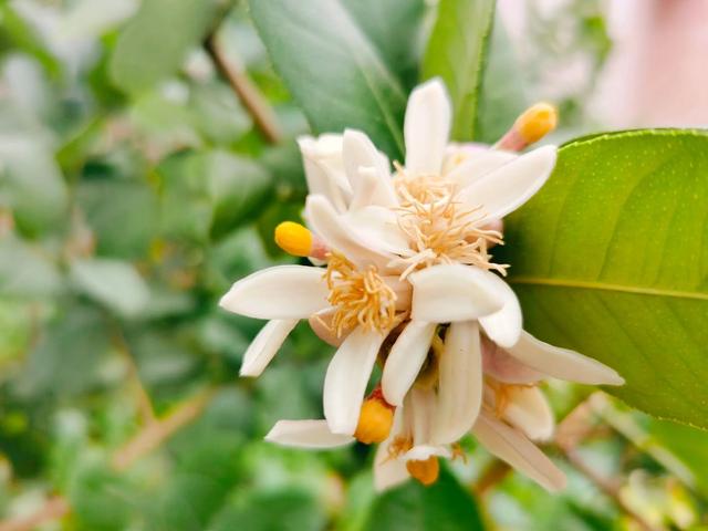 各种水果花的特点(新奇特)(8)