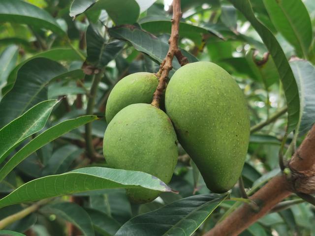 各种水果花的特点(新奇特)(27)