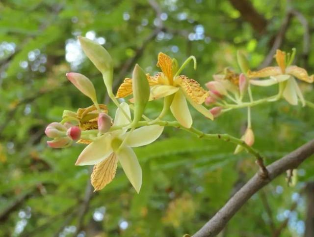 各种水果花的特点(新奇特)(30)