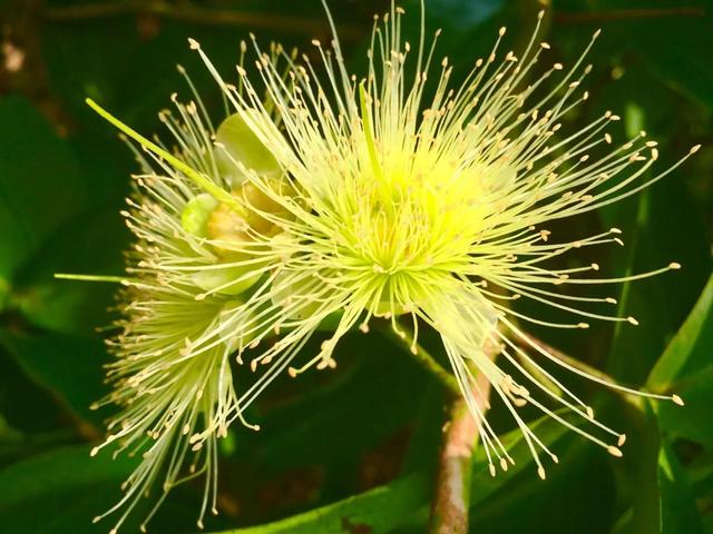 各种水果花的特点(新奇特)(4)