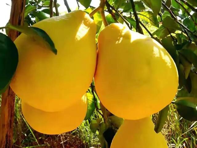 各种水果花的特点(新奇特)(20)