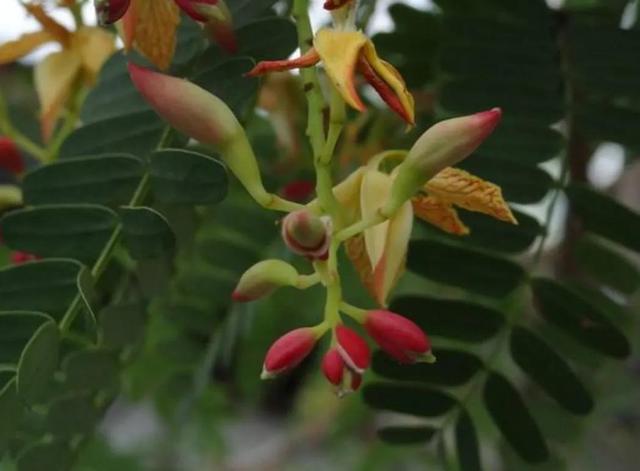 各种水果花的特点(新奇特)(31)