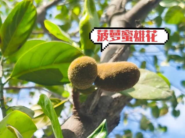 各种水果花的特点(新奇特)(2)