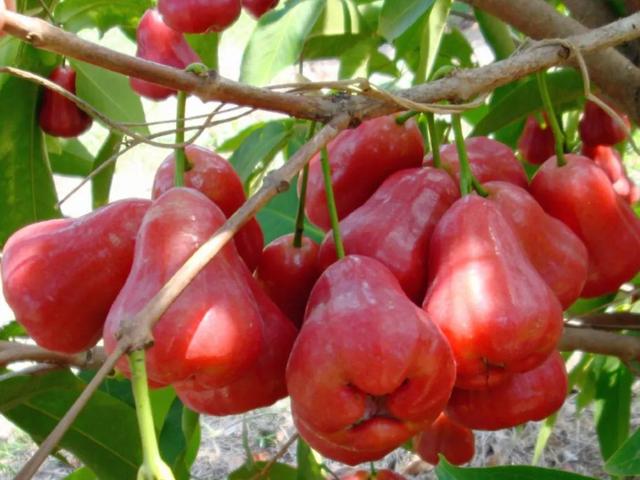 各种水果花的特点(新奇特)(5)