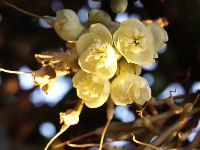 各种水果花的特点(新奇特)(23)