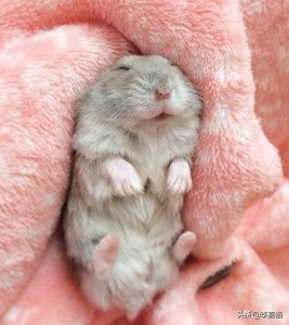 ​仓鼠睡觉睡多久（仓鼠睡觉睡多久正常）