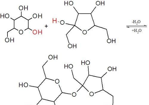 蔗糖和麦芽糖有什么关系