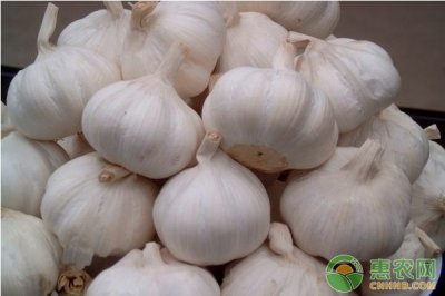 ​2018大蒜保守价格多少？2月14日全国大蒜价格走势