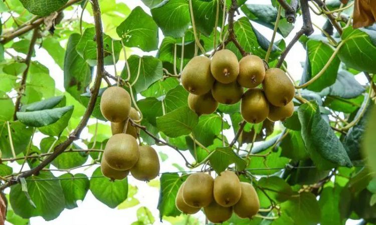 徐香猕猴桃几月份就没有了