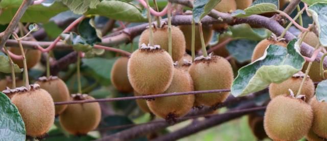 猕猴桃一年四季都可以移栽吗