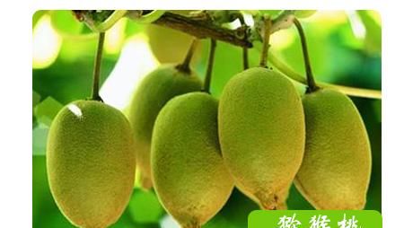 猕猴桃什么季节成熟最好