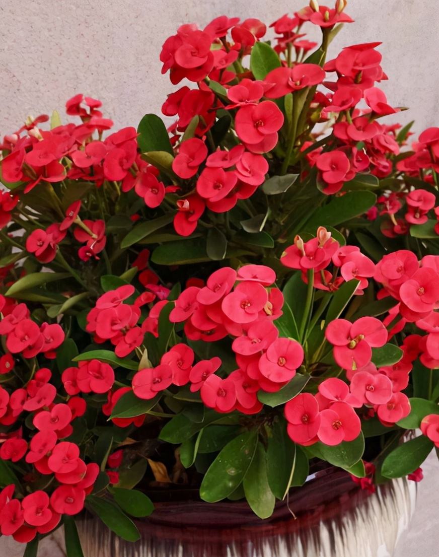 太阳花品种大全（6种耐晒花都喜欢大太阳）