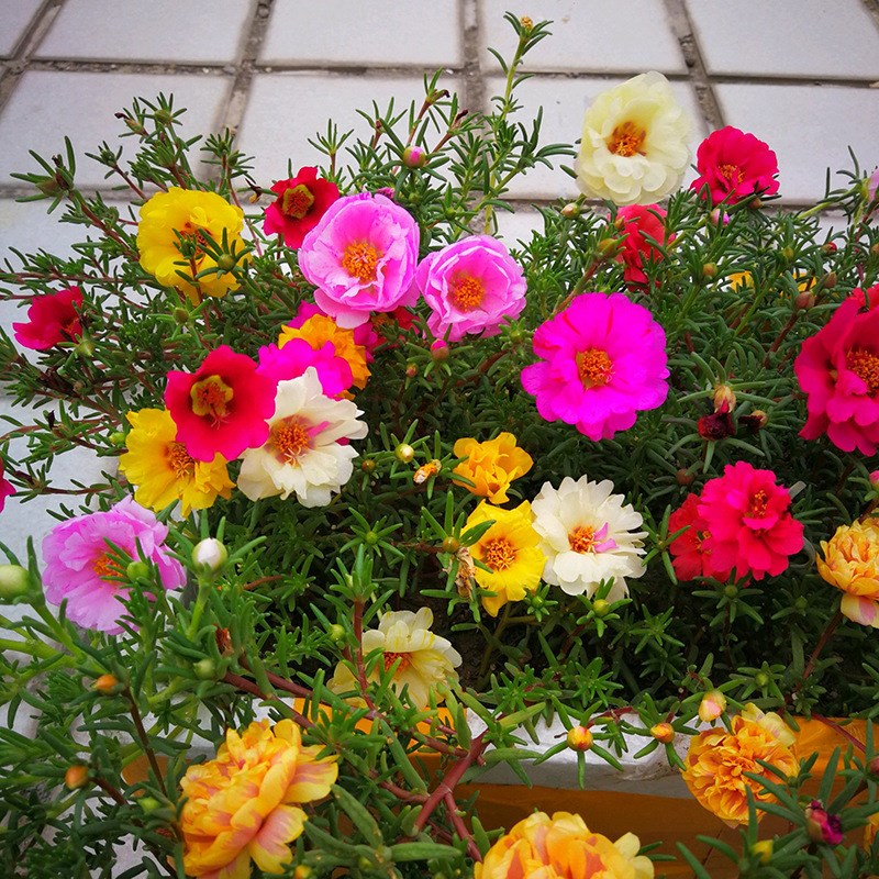 太阳花品种大全（6种耐晒花都喜欢大太阳）