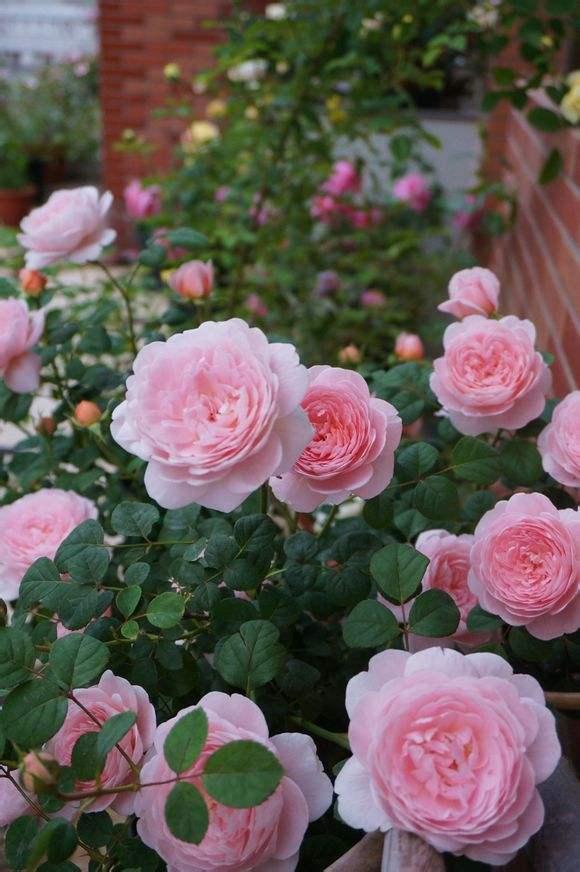 太阳花品种大全（6种耐晒花都喜欢大太阳）