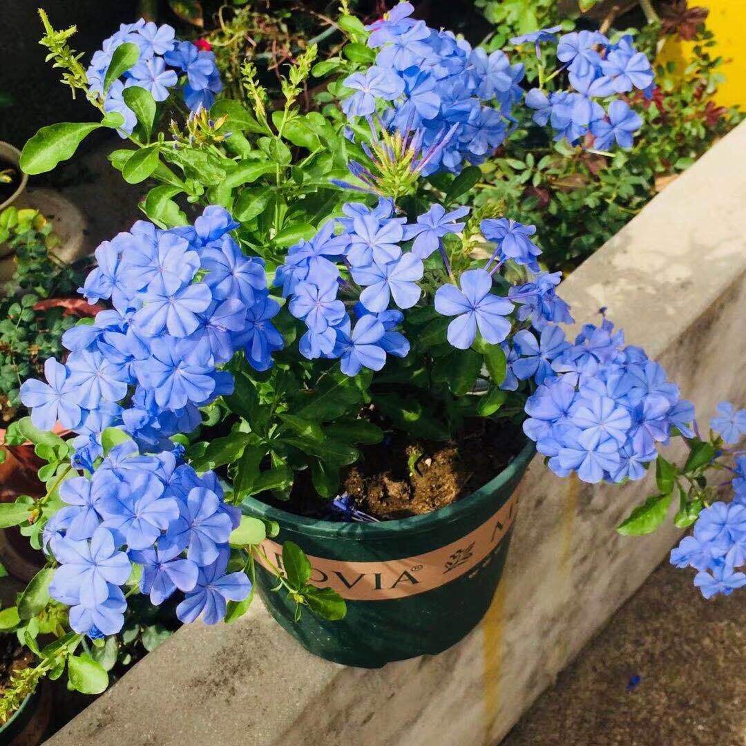 太阳花品种大全（6种耐晒花都喜欢大太阳）