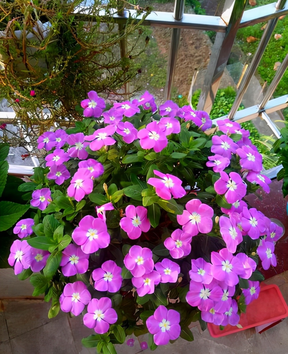 太阳花品种大全（6种耐晒花都喜欢大太阳）