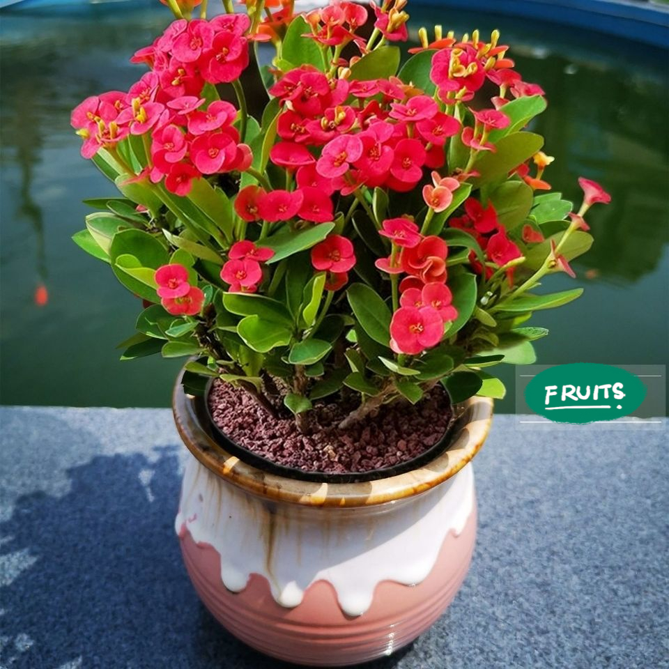 太阳花品种大全（6种耐晒花都喜欢大太阳）