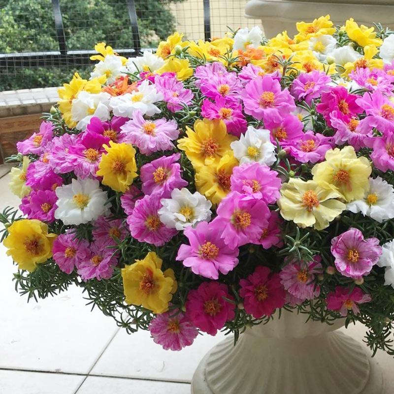 太阳花品种大全（6种耐晒花都喜欢大太阳）