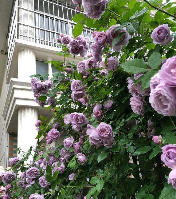 太阳花品种大全（6种耐晒花都喜欢大太阳）