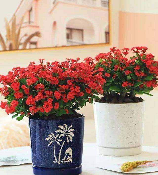 太阳花品种大全（6种耐晒花都喜欢大太阳）