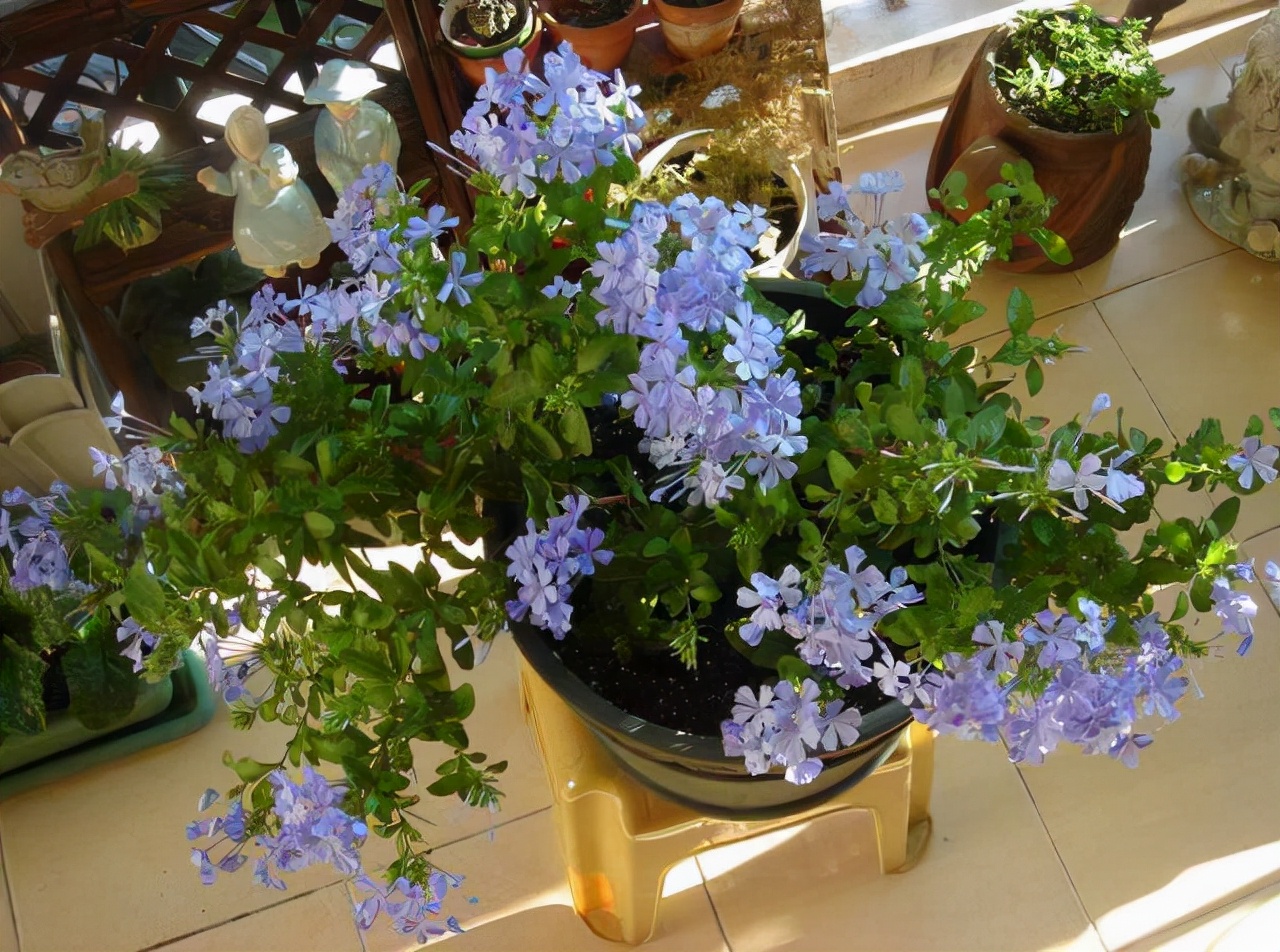 太阳花品种大全（6种耐晒花都喜欢大太阳）