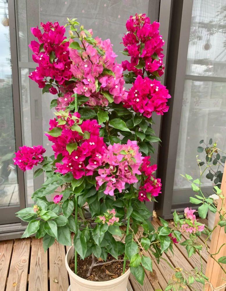 太阳花品种大全（6种耐晒花都喜欢大太阳）