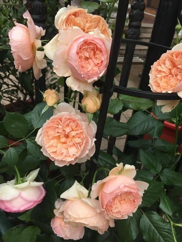 太阳花品种大全（6种耐晒花都喜欢大太阳）